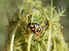 Eurydema