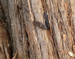 Elateridae
