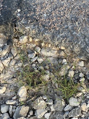 Bouteloua barbata