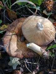 Lactarius scrobiculatus