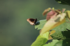 Euploea core