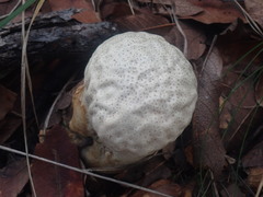 Calvatia