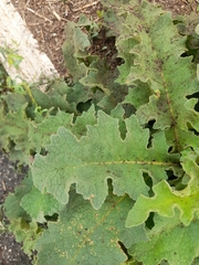 Verbascum sinuatum