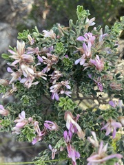 Indigofera brachystachya