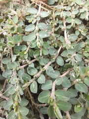 Euphorbia prostrata