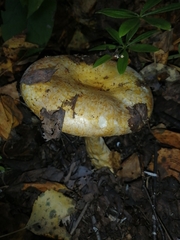 Lactarius scrobiculatus