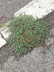 Euphorbia prostrata