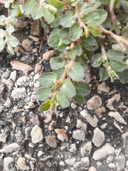 Euphorbia prostrata