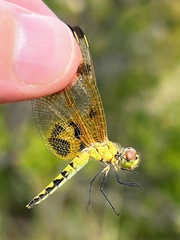 Celithemis elisa