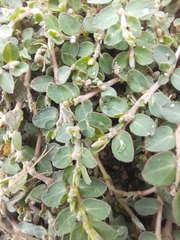 Euphorbia prostrata