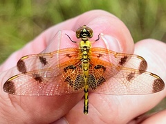 Celithemis elisa