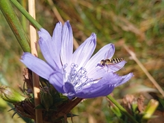 Sphaerophoria scripta