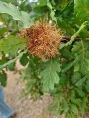 Andricus caputmedusae