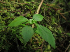 Hedyosmum racemosum