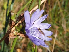 Sphaerophoria scripta