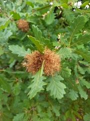 Andricus caputmedusae