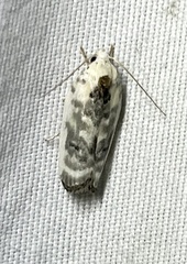 Antaeotricha
