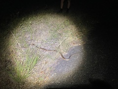 Aspidites melanocephalus