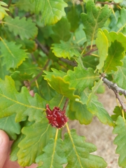 Andricus dentimitratus