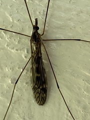 Tipulinae