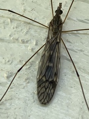 Tipulinae