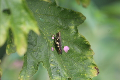 Xenocatantops brachycerus