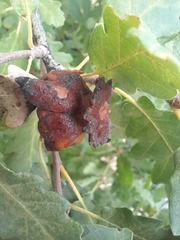 Andricus dentimitratus