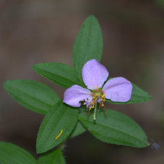 Rhexia mariana mariana