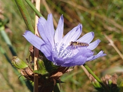 Sphaerophoria scripta