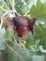 Andricus dentimitratus