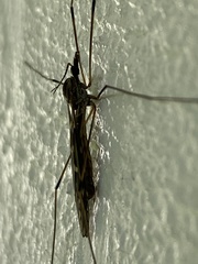 Tipulinae