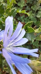 Cichorium intybus