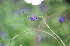 Stachytarpheta