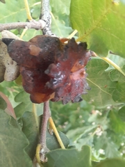 Andricus dentimitratus