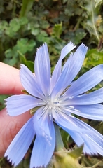 Cichorium intybus