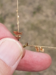 Semudobia skuhravae