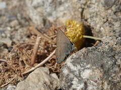 Satyrium saepium