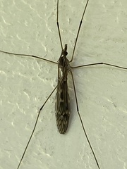 Tipulinae