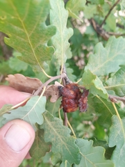 Andricus dentimitratus