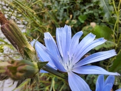 Cichorium intybus