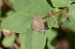 Satyrium saepium
