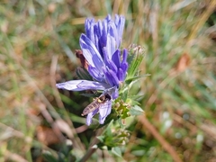 Sphaerophoria scripta