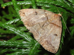 Zanclognatha laevigata