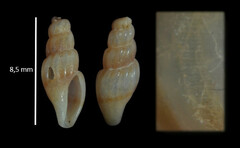 Mangelia costulata