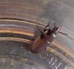 Tenebrio molitor