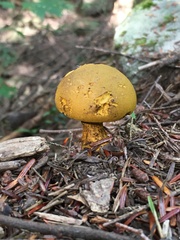 Retiboletus ornatipes