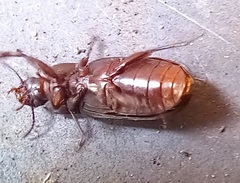Tenebrio molitor
