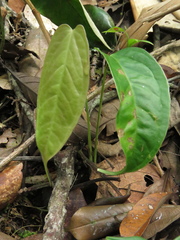 Anthurium myosuroides