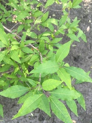 Forestiera acuminata