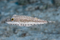 Sphoeroides spengleri